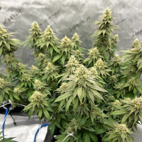 Strawberry Amnesia #1 Scrog growlog timeline photo
