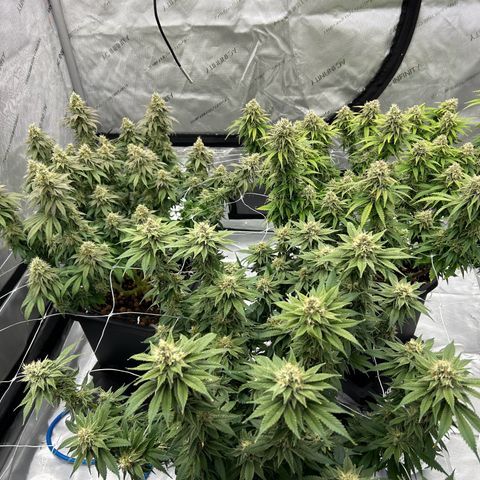 Strawberry Amnesia #1 Scrog growlog timeline photo