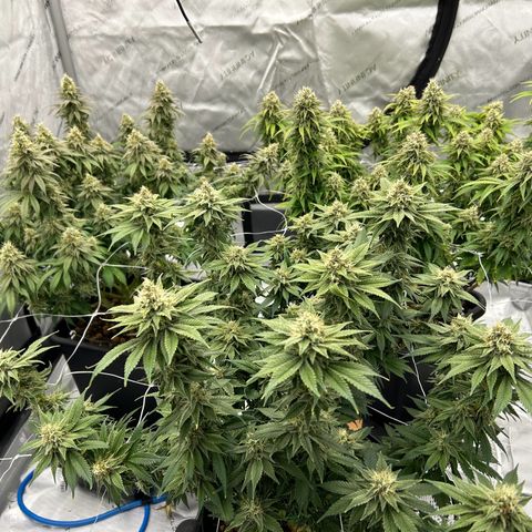 Strawberry Amnesia #1 Scrog growlog timeline photo