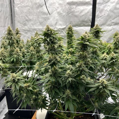 Strawberry Amnesia #1 Scrog growlog timeline photo