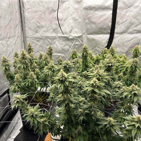 Strawberry Amnesia #1 Scrog growlog timeline photo