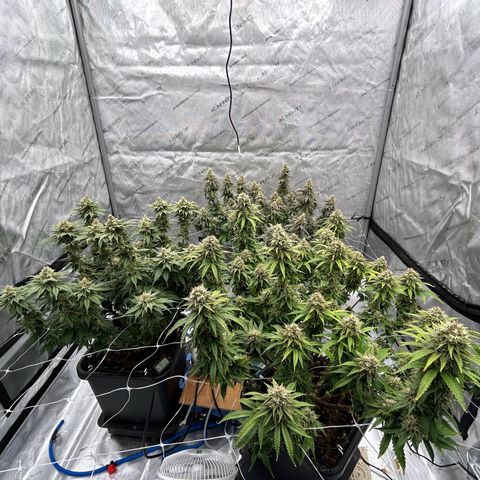 Strawberry Amnesia #1 Scrog growlog timeline photo