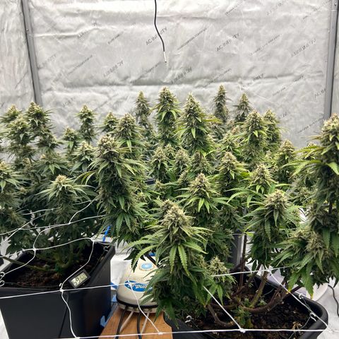 Strawberry Amnesia #1 Scrog growlog timeline photo
