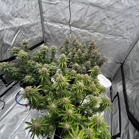 Strawberry Amnesia #1 Scrog growlog timeline photo