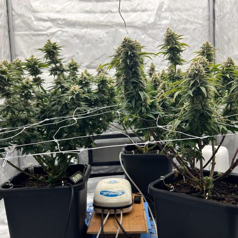 Strawberry Amnesia #1 Scrog growlog timeline photo