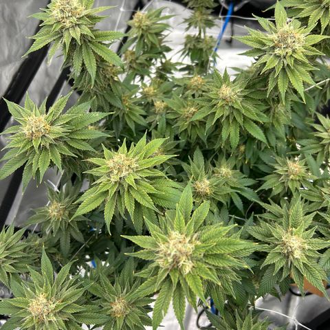 Strawberry Amnesia #2 Scrog growlog timeline photo