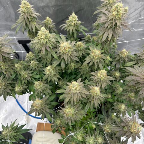 Strawberry Amnesia #1 Scrog growlog timeline photo