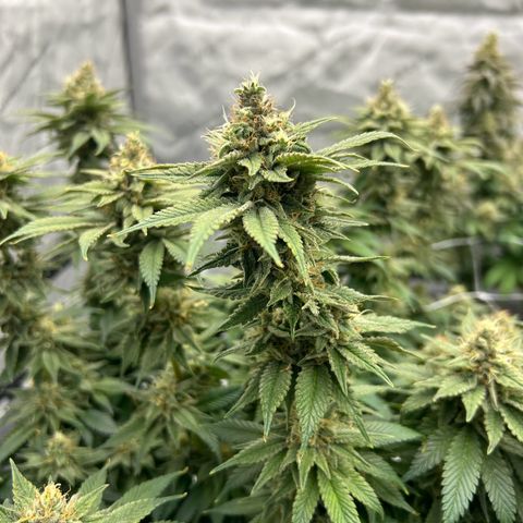 Strawberry Amnesia #2 Scrog growlog timeline photo