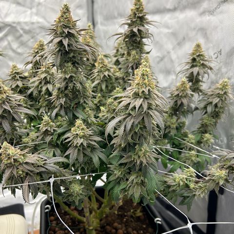 Strawberry Amnesia #1 Scrog growlog photo: Progress