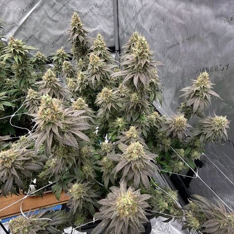 Strawberry Amnesia #1 Scrog growlog photo: Progress