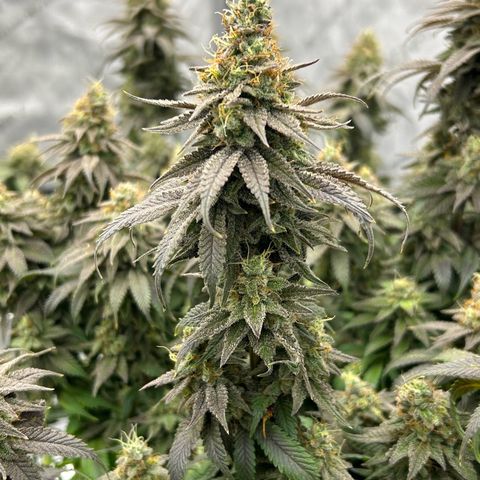 Strawberry Amnesia #1 Scrog growlog photo: Progress