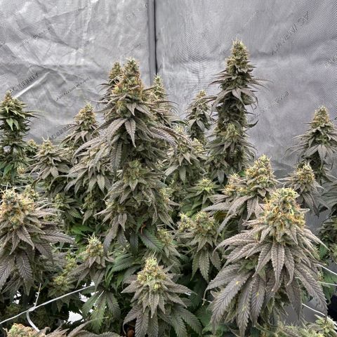 Strawberry Amnesia #1 Scrog growlog photo: Progress