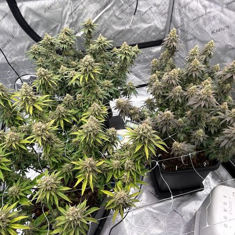 Strawberry Amnesia #1 Scrog growlog timeline photo