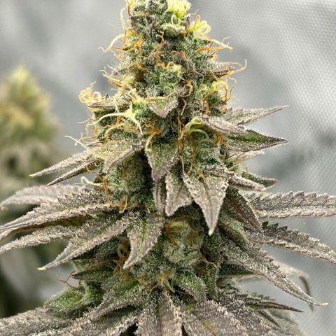 Strawberry Amnesia #1 Scrog growlog photo: Progress