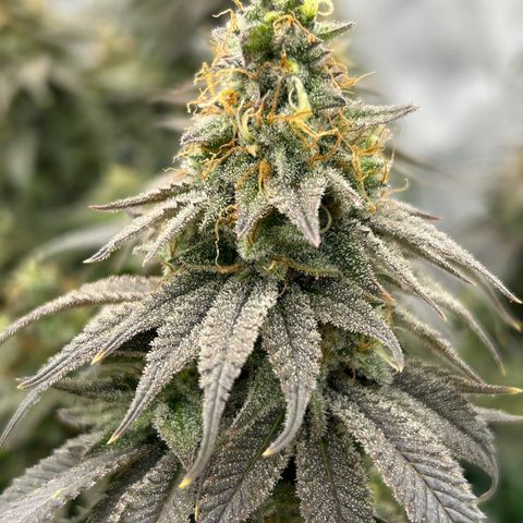 Strawberry Amnesia #1 Scrog growlog photo: Progress