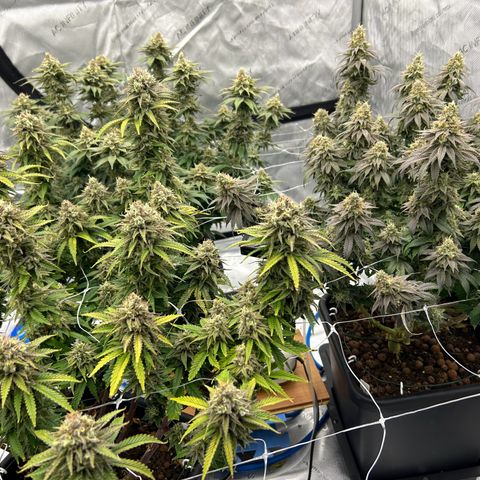 Strawberry Amnesia #1 Scrog growlog timeline photo