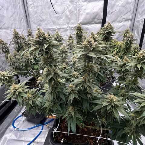 Strawberry Amnesia #2 Scrog growlog photo: Progress