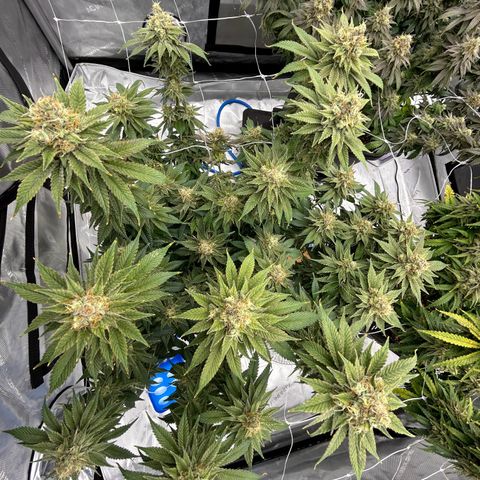Strawberry Amnesia #2 Scrog growlog photo: Progress
