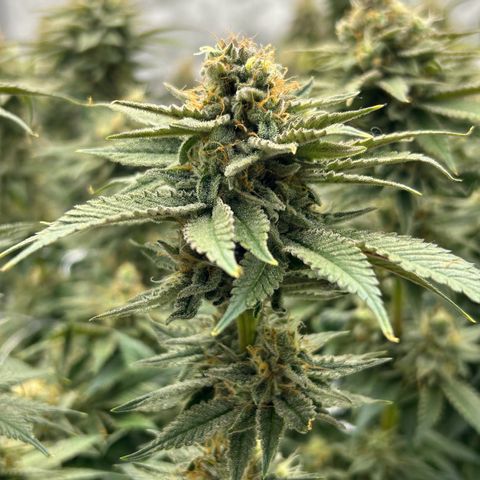 Strawberry Amnesia #2 Scrog growlog photo: Progress