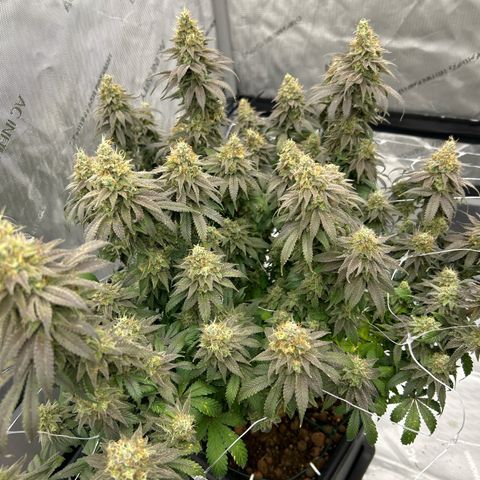 Strawberry Amnesia #1 Scrog growlog timeline photo