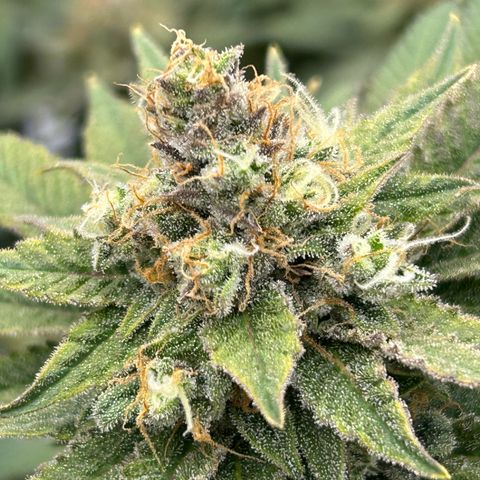 Strawberry Amnesia #2 Scrog growlog photo: Progress