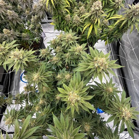 Strawberry Amnesia #2 Scrog growlog photo: Progress