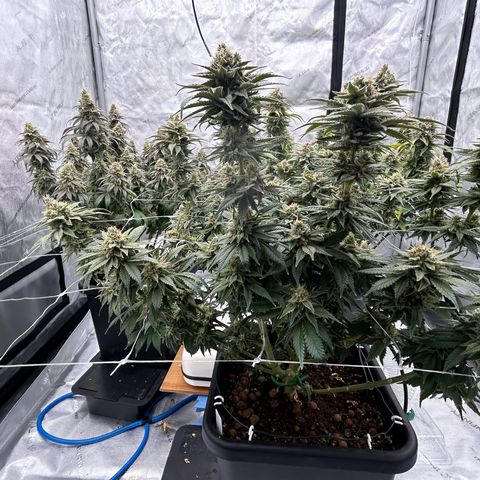 Strawberry Amnesia #2 Scrog growlog photo: Progress