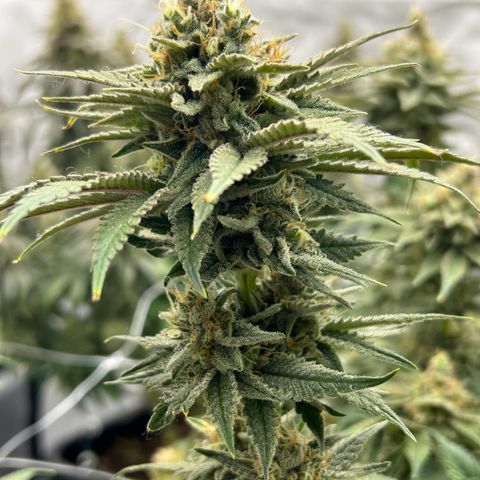 Strawberry Amnesia #2 Scrog growlog photo: Progress