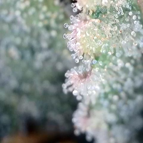 Strawberry Amnesia #1 Scrog growlog timeline photo