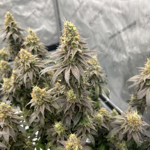 Strawberry Amnesia #1 Scrog growlog timeline photo