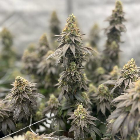 Strawberry Amnesia #1 Scrog growlog timeline photo