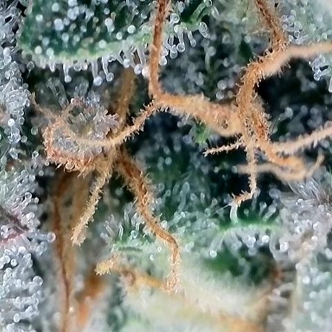 Strawberry Amnesia #1 Scrog growlog timeline photo