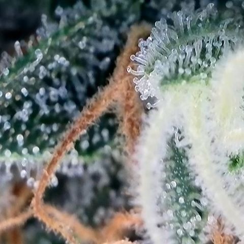 Strawberry Amnesia #1 Scrog growlog timeline photo