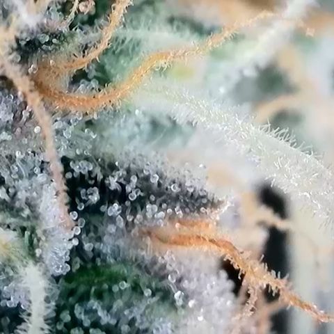 Strawberry Amnesia #1 Scrog growlog timeline photo