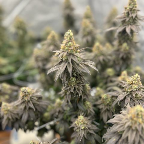 Strawberry Amnesia #1 Scrog growlog timeline photo