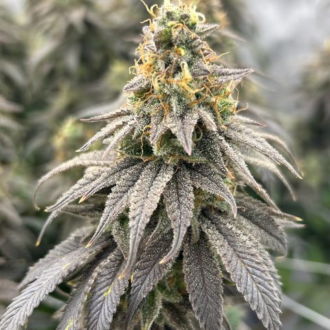 Strawberry Amnesia #1 Scrog growlog timeline photo