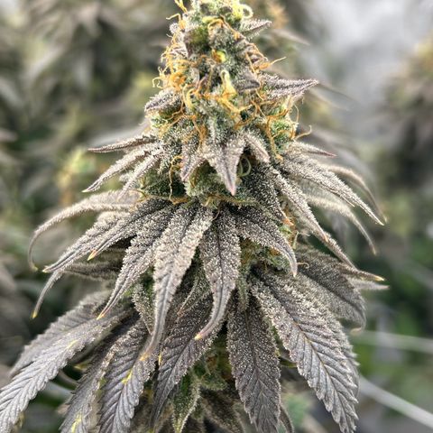 Strawberry Amnesia #1 Scrog growlog timeline photo
