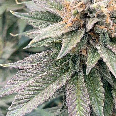 Strawberry Amnesia #2 Scrog growlog timeline photo