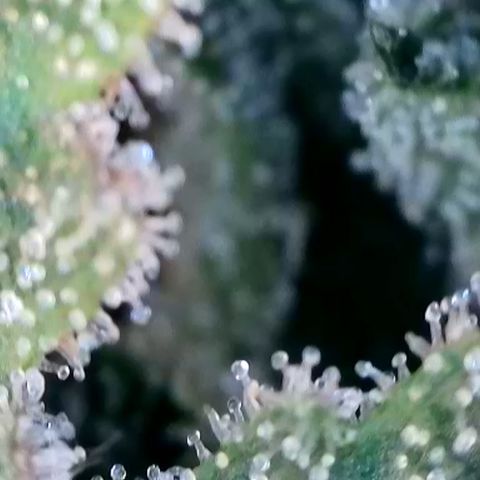 Strawberry Amnesia #2 Scrog growlog timeline photo