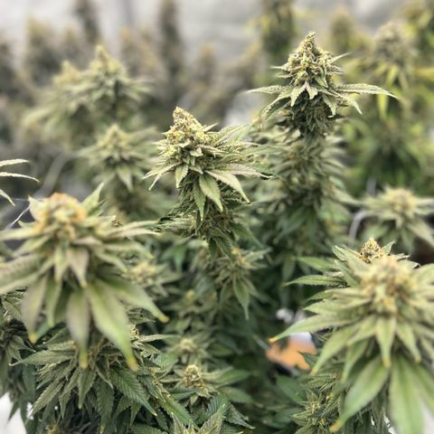 Strawberry Amnesia #2 Scrog growlog timeline photo