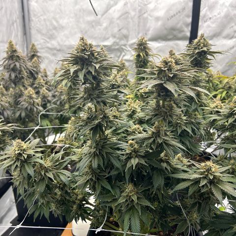 Strawberry Amnesia #2 Scrog growlog timeline photo