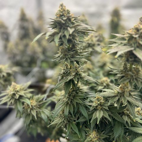 Strawberry Amnesia #2 Scrog growlog timeline photo
