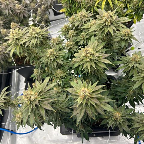 Strawberry Amnesia #2 Scrog growlog timeline photo