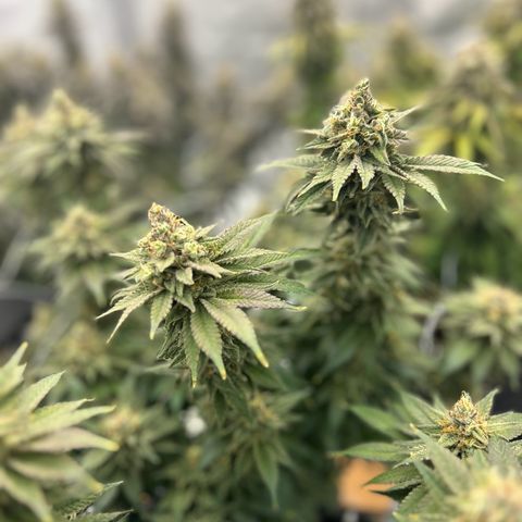 Strawberry Amnesia #2 Scrog growlog timeline photo