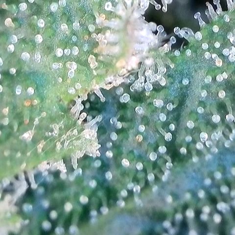 Strawberry Amnesia #2 Scrog growlog timeline photo