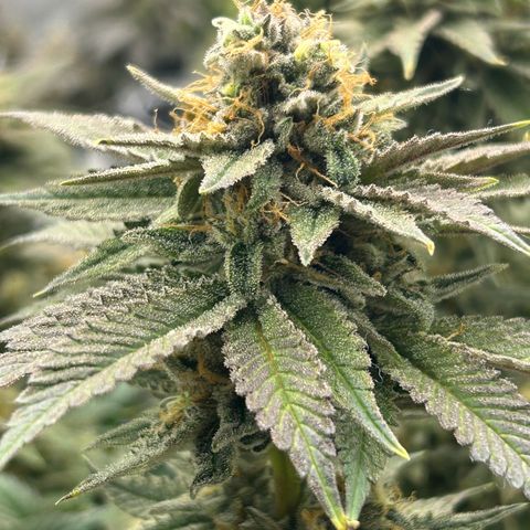 Strawberry Amnesia #2 Scrog growlog timeline photo