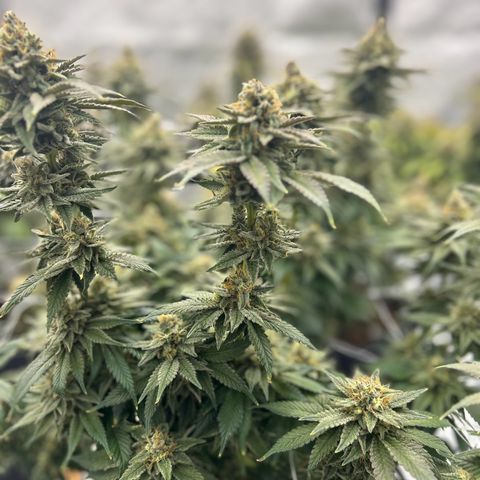 Strawberry Amnesia #2 Scrog growlog timeline photo