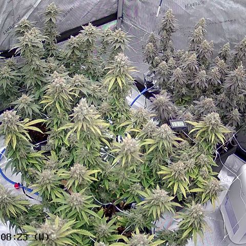 Strawberry Amnesia #1 Scrog growlog timeline photo