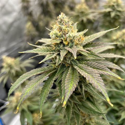 Strawberry Amnesia #2 Scrog growlog timeline photo
