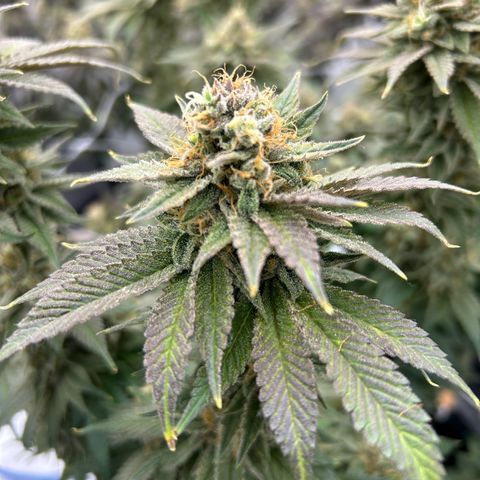 Strawberry Amnesia #2 Scrog growlog timeline photo